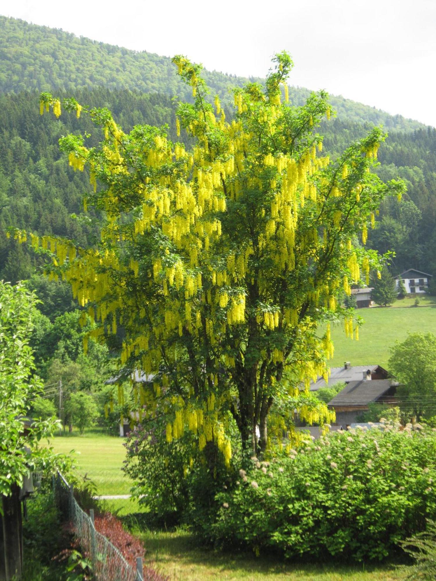 Appartement Scheibling Saint Wolfgang Buitenkant foto